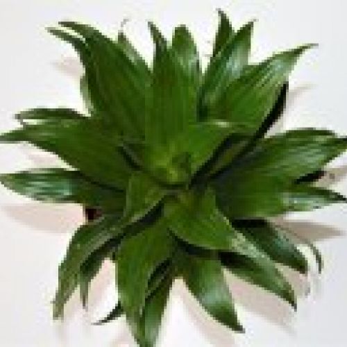 DRACENA COMPACTA