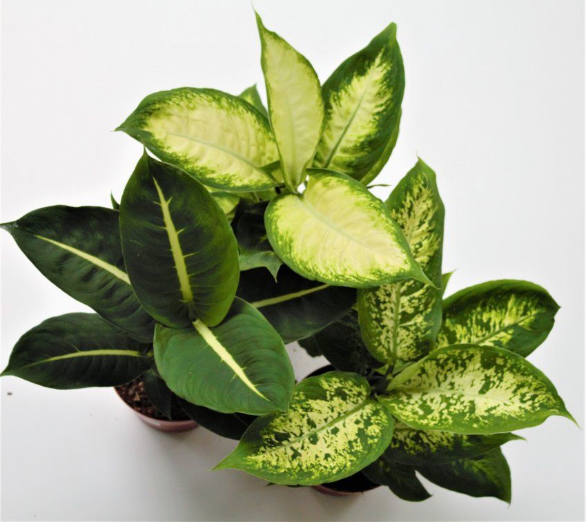 DIEFFENBACHIA