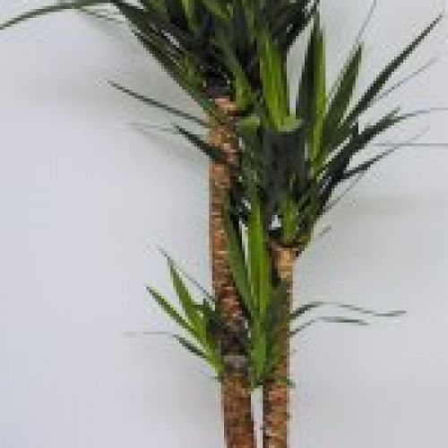 YUCCA