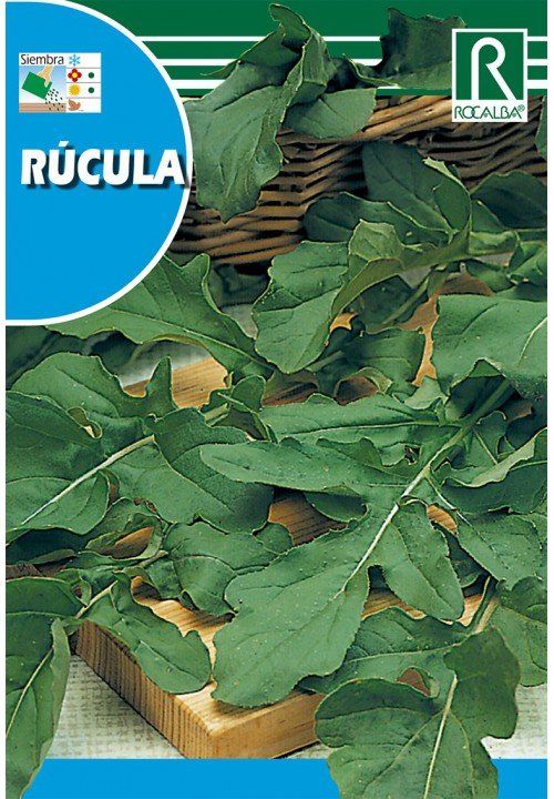 rucula