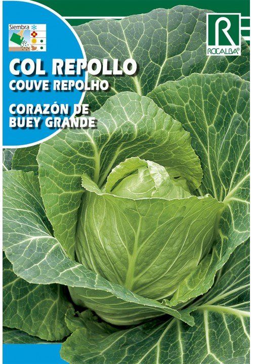 col repollo corazon de buey grande