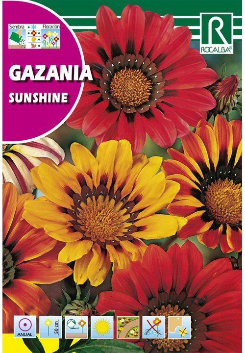 gazania