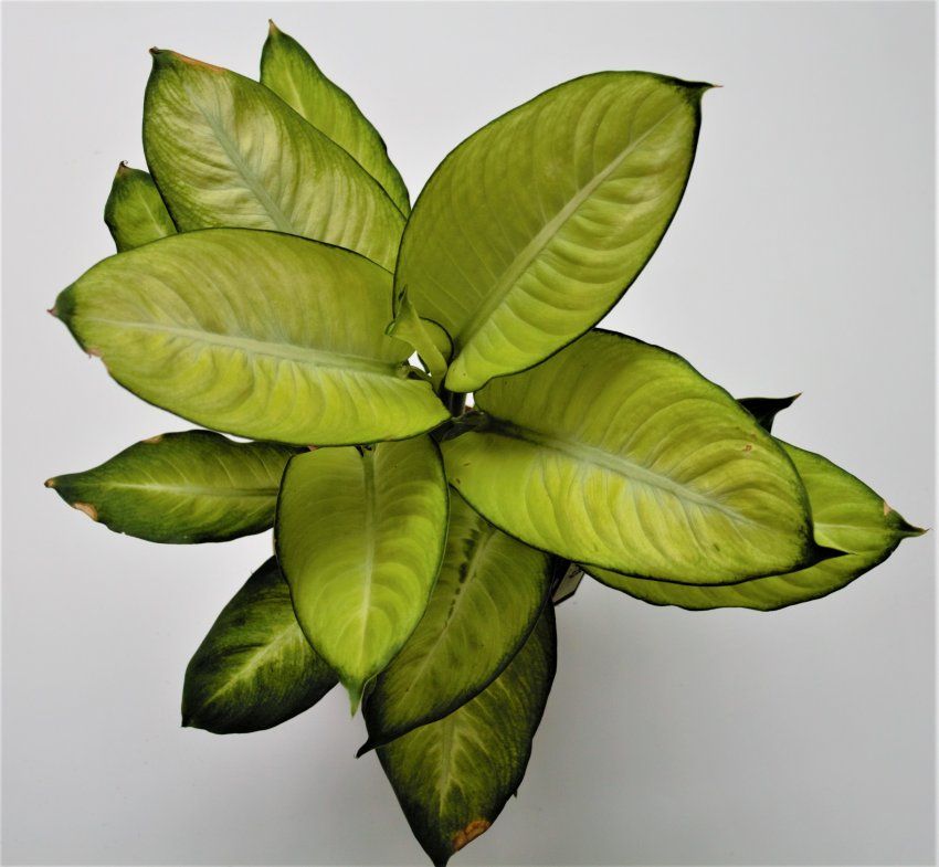 DIEFFENBACHIA