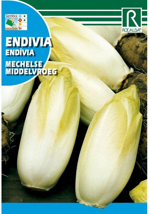 endivia-mechelse-middelvroeg.jpg