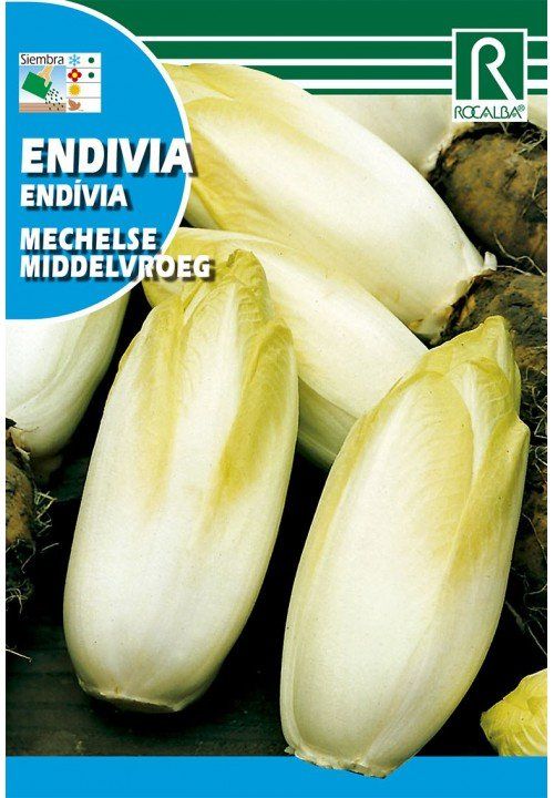 endivia mechelse middelvroeg