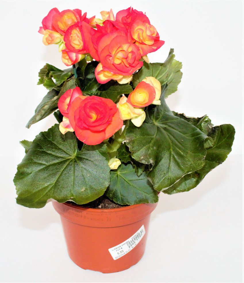 BEGONIA