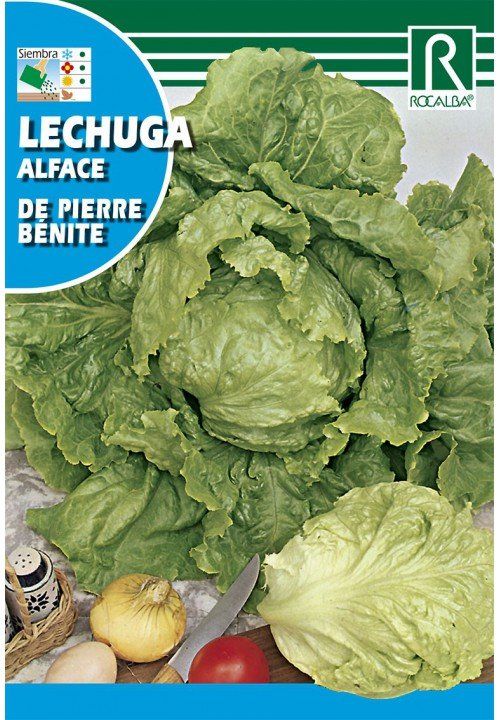 lechuga de pierre benite