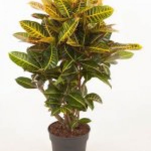 CROTON "Ejemplares"