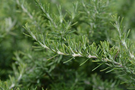 depositphotos 289806354 stock photo creeping rosemary