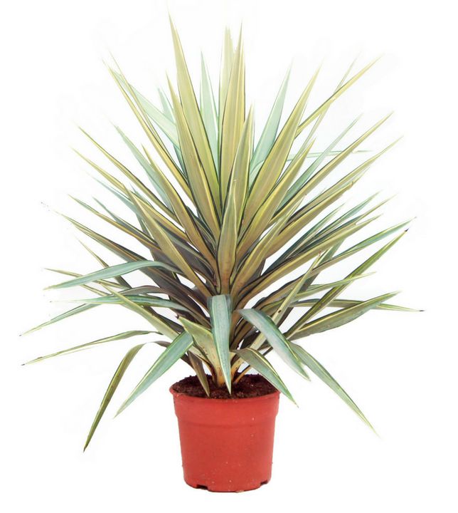 Yucca jewel 5L