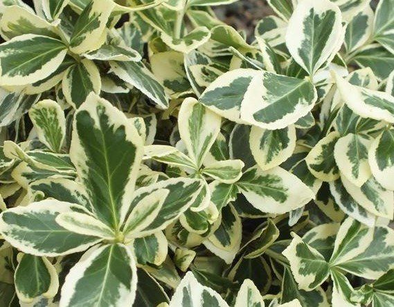 euonymus fortunei silver queen resized