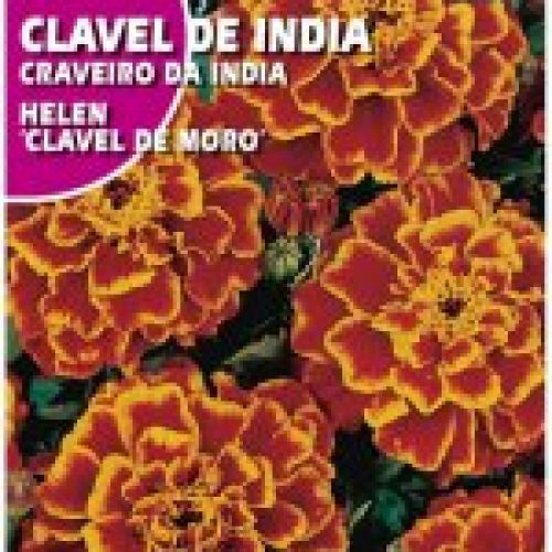 CLAVEL DE INDIA