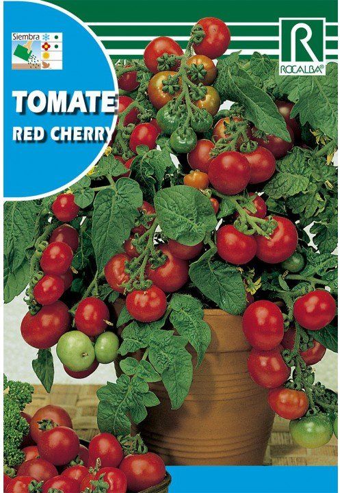 tomate red cherry