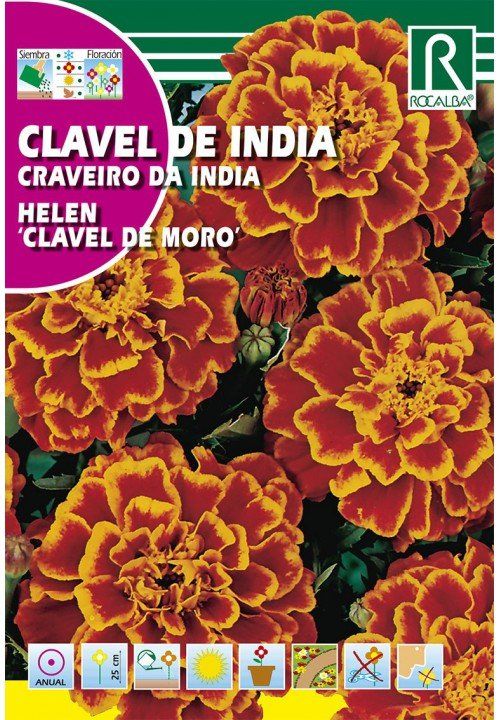 CLAVEL DE INDIA