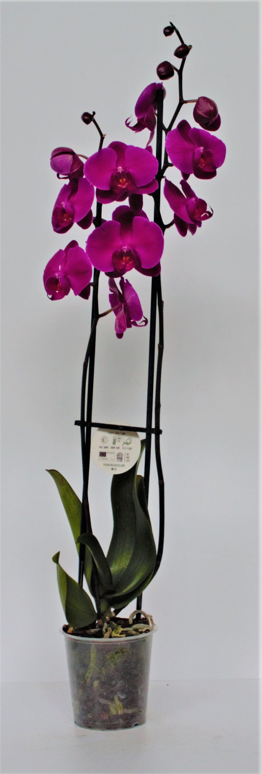 ORQUIDEA