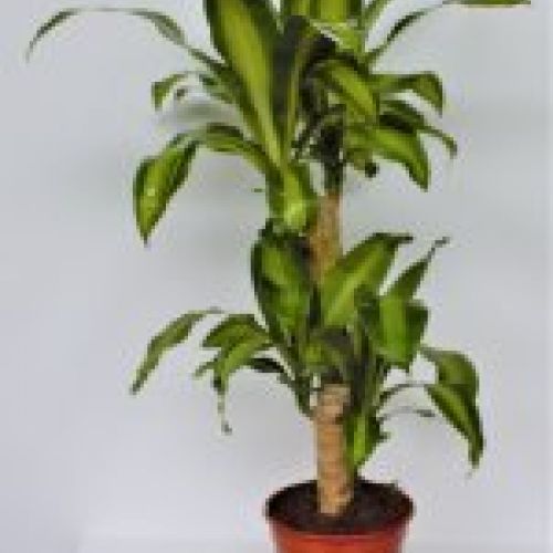 DRACENA MASSAGEANA