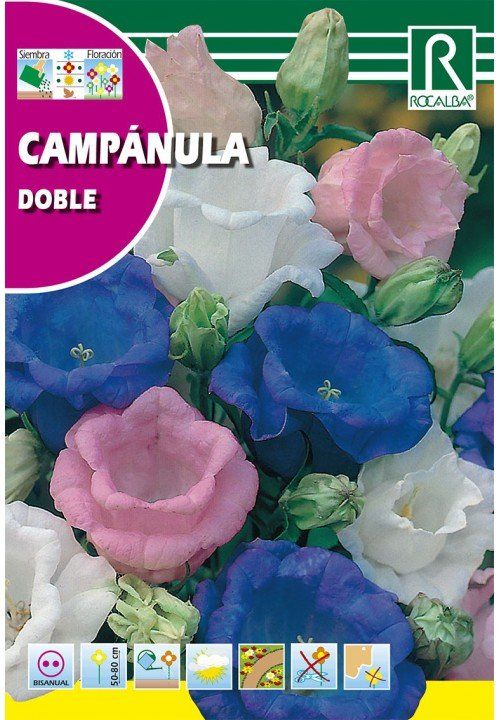 campanula