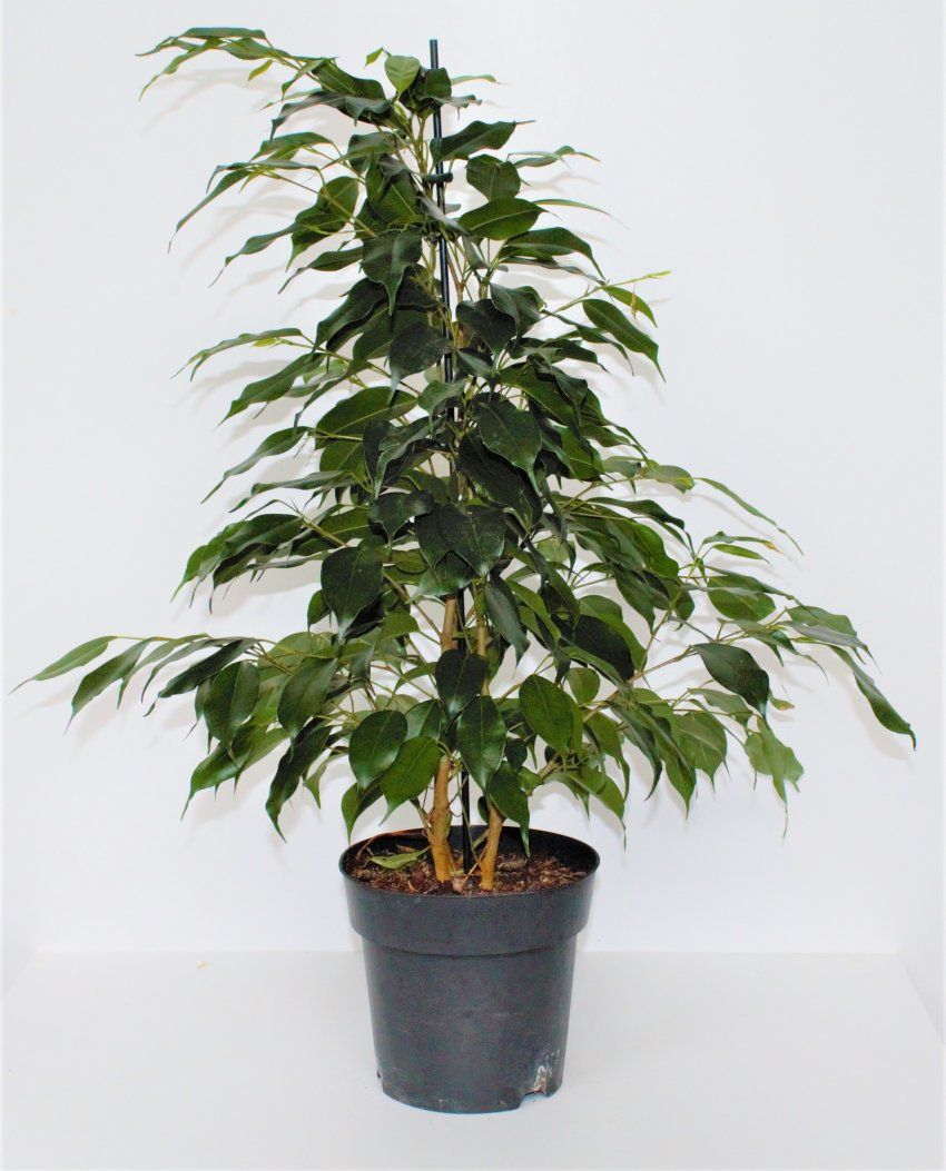 FICUS BENJAMINA
