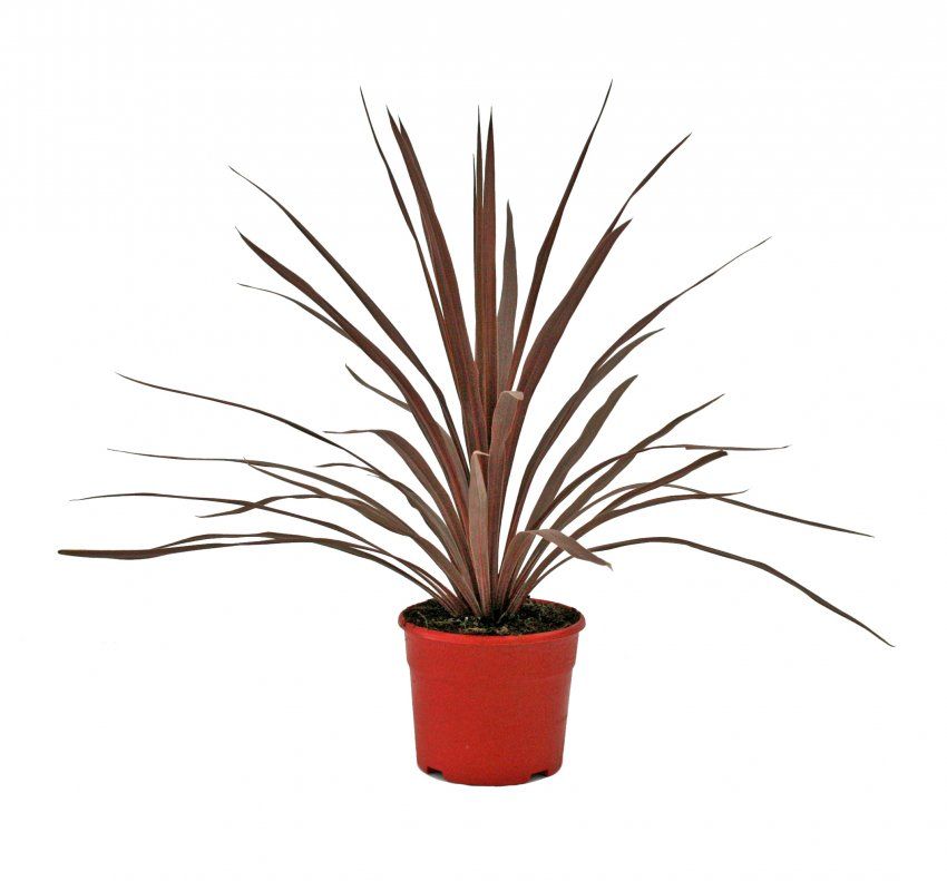 Drcena Cordyline red star 25L