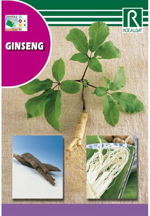 ginseng