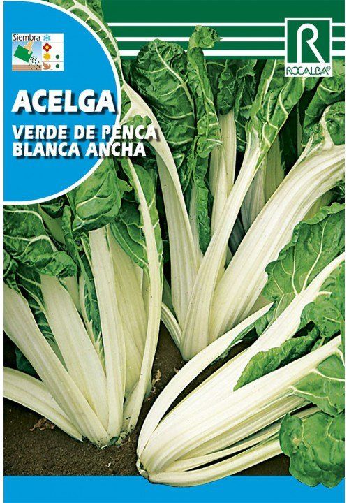 acelga verde de penca blanca ancha