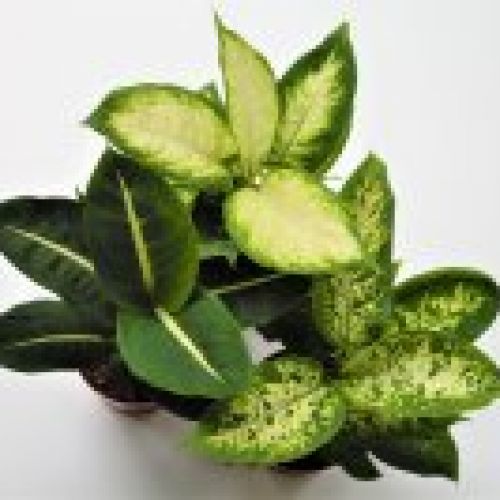 DIEFFENBACHIA