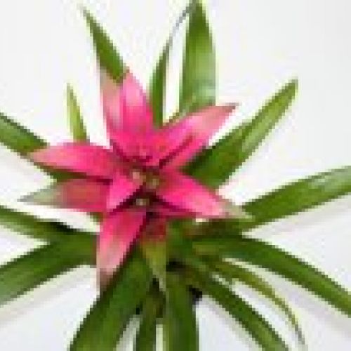 BROMELIA