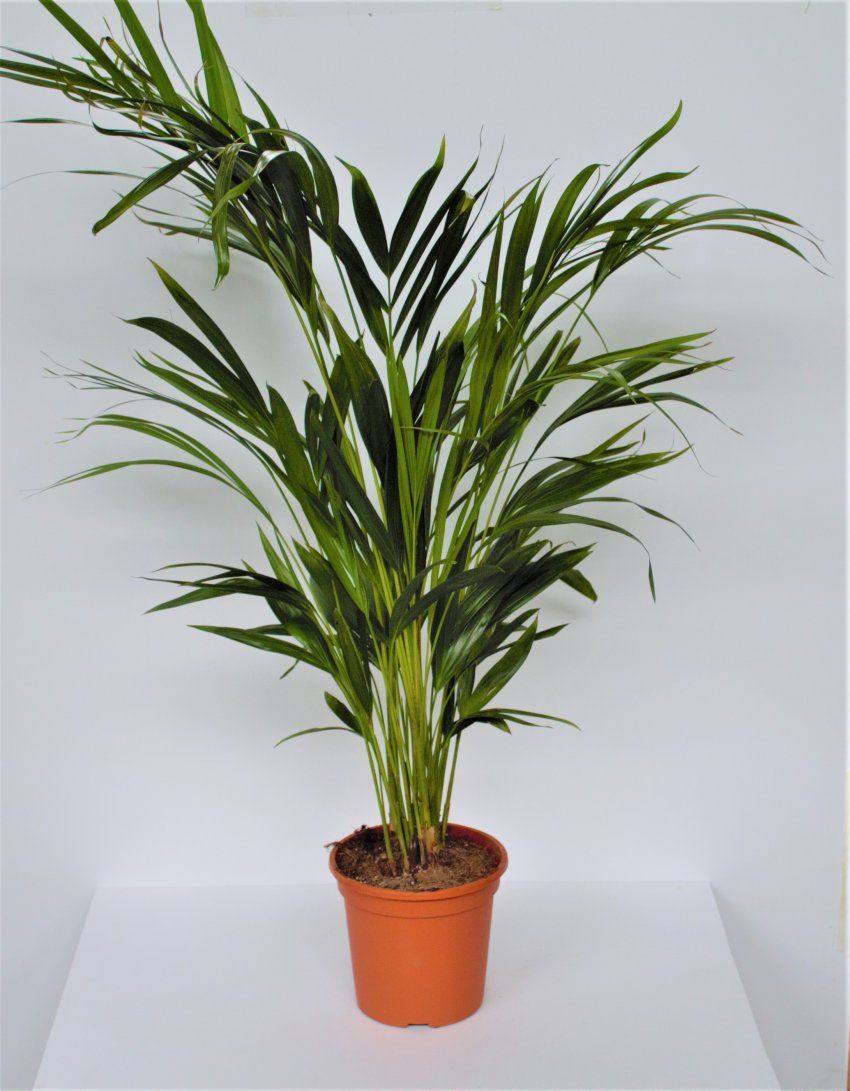 ARECA