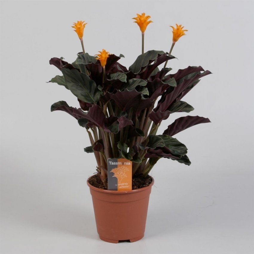 CALATHEA CROCATA