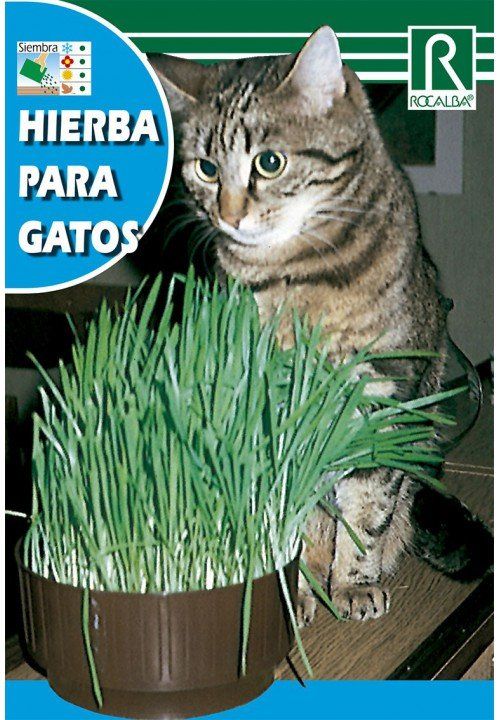 hierba para gatos