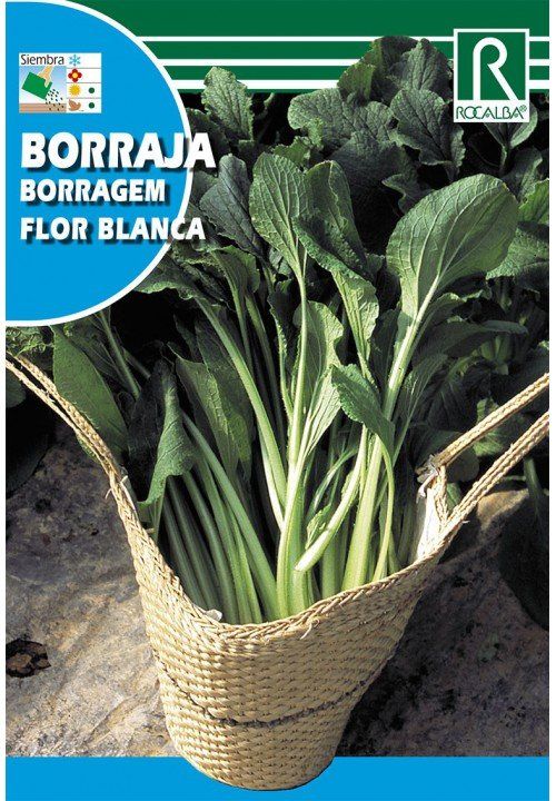 borraja flor blanca