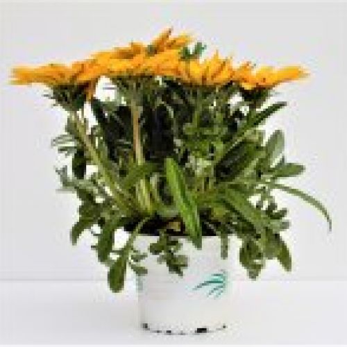 IMG 3162 (2)