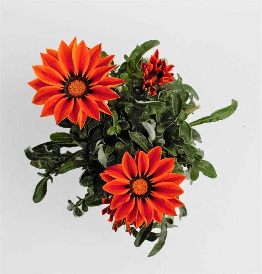 NARANJA