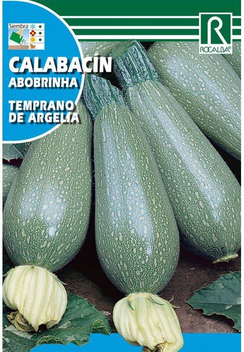 calabacin temprano de argelia