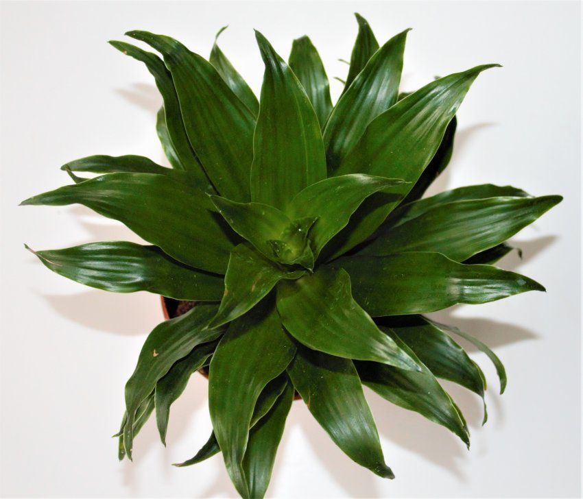 DRACENA COMPACTA