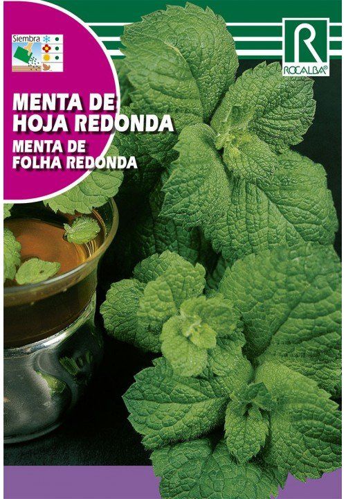 menta de hoja redonda