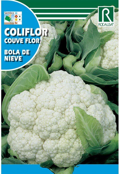 coliflor bola de nieve