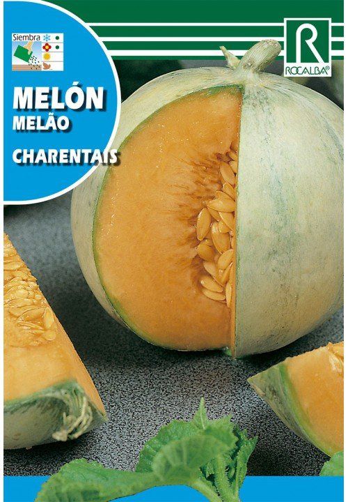 melon charentais