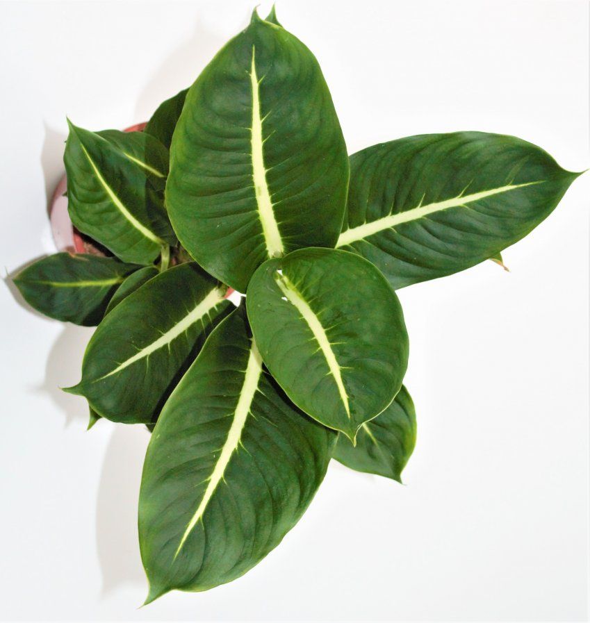 DIEFFENBACHIA