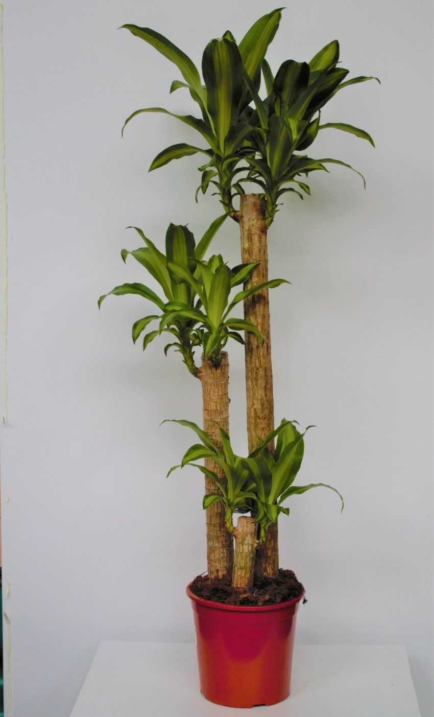 DRACENA MASSAGEANA