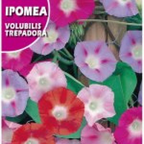 IPOMEA