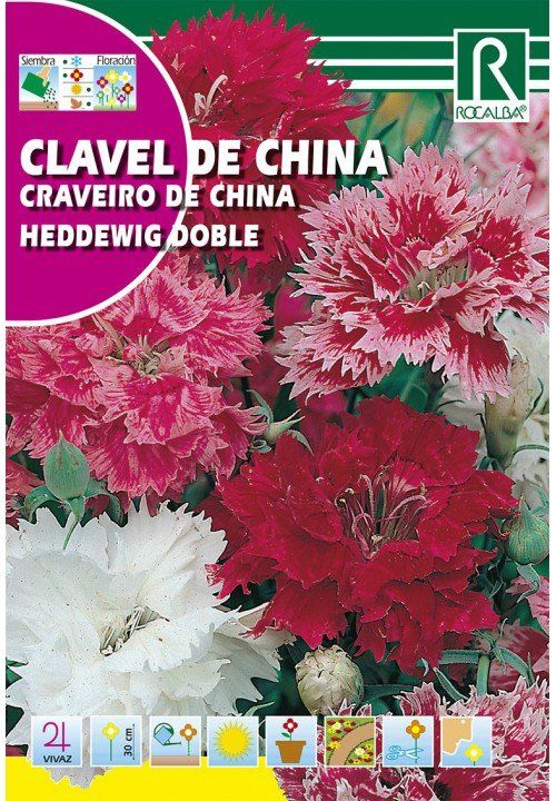 clavel de china