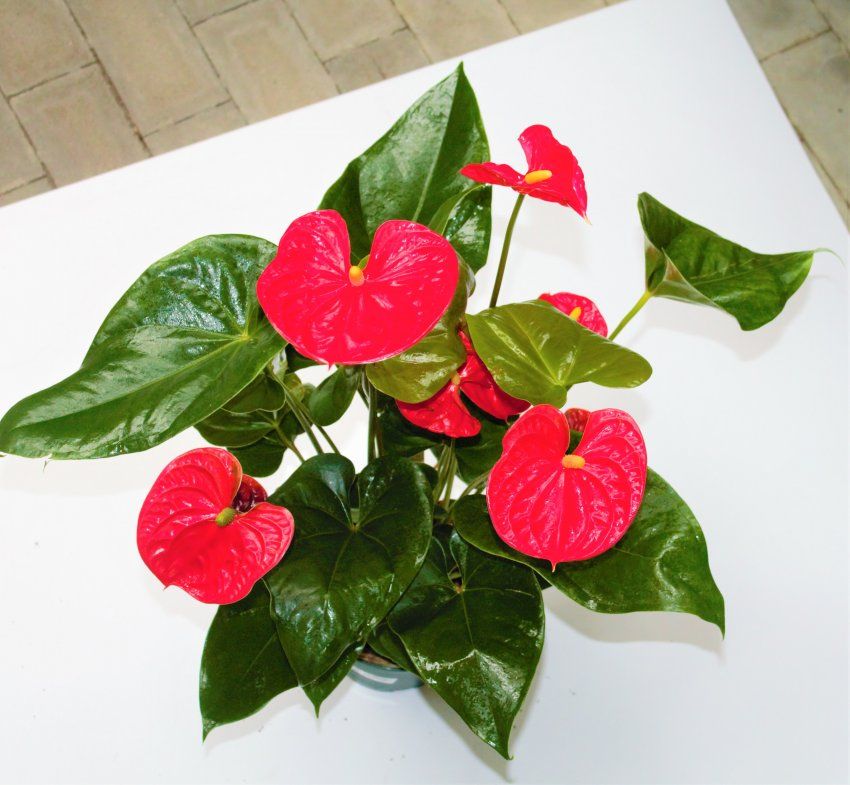 ANTHURIUM