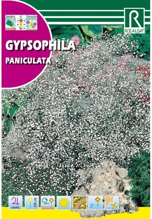 gypsophila