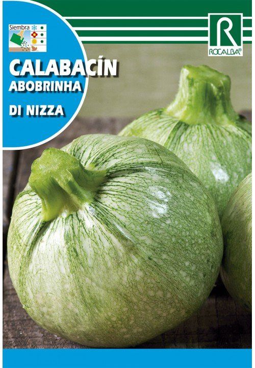 calabacin di nizza