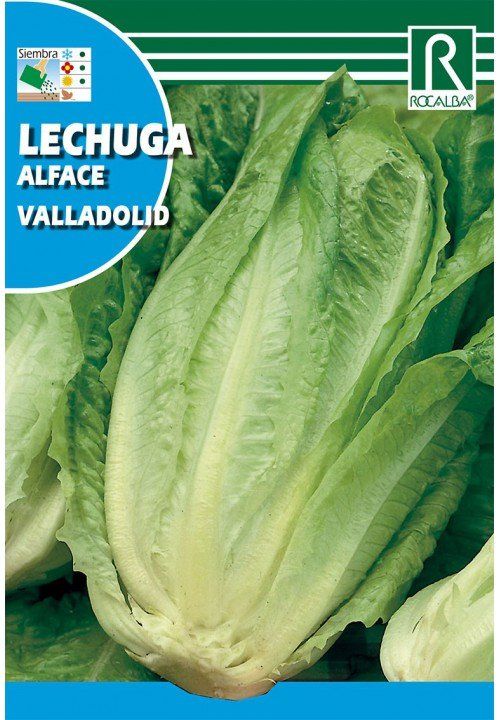 lechuga valladolid