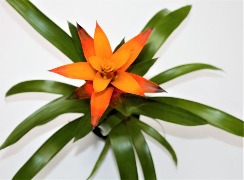 BROMELIA