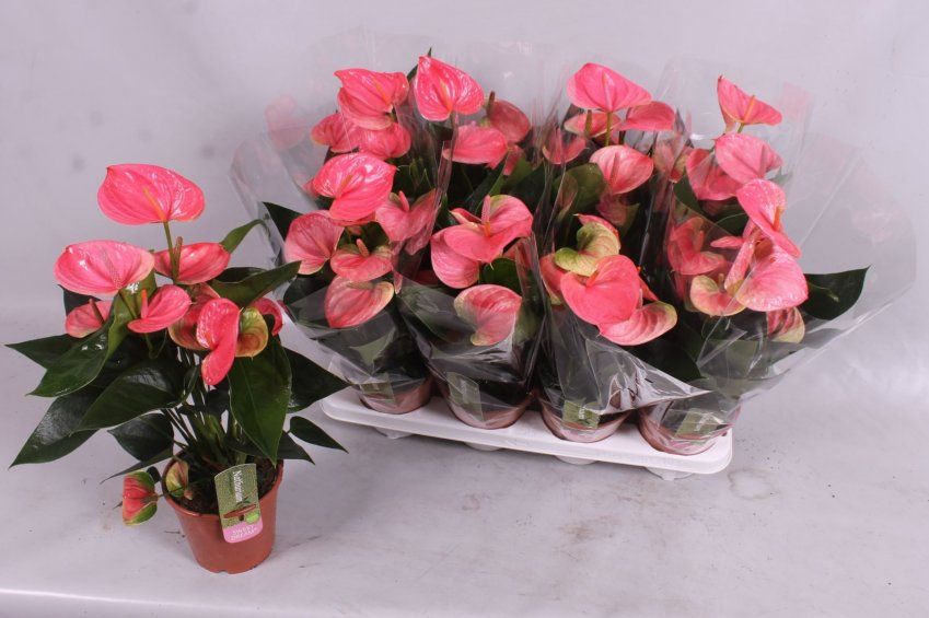 ANTHURIUM