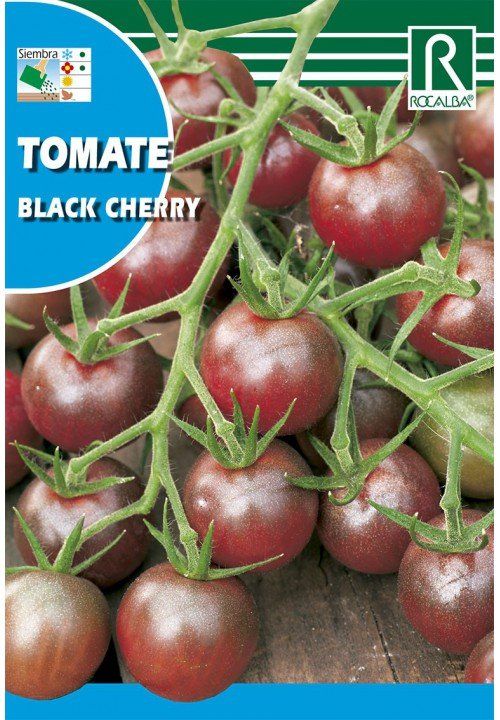tomate black cherry