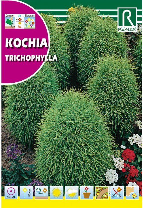 kochia